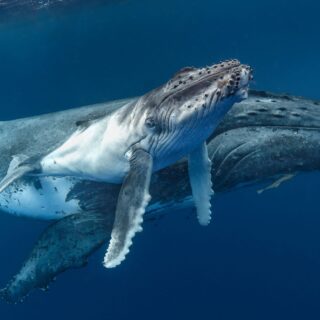 Humpback Voices: Tuning in to the Songs of the Deep