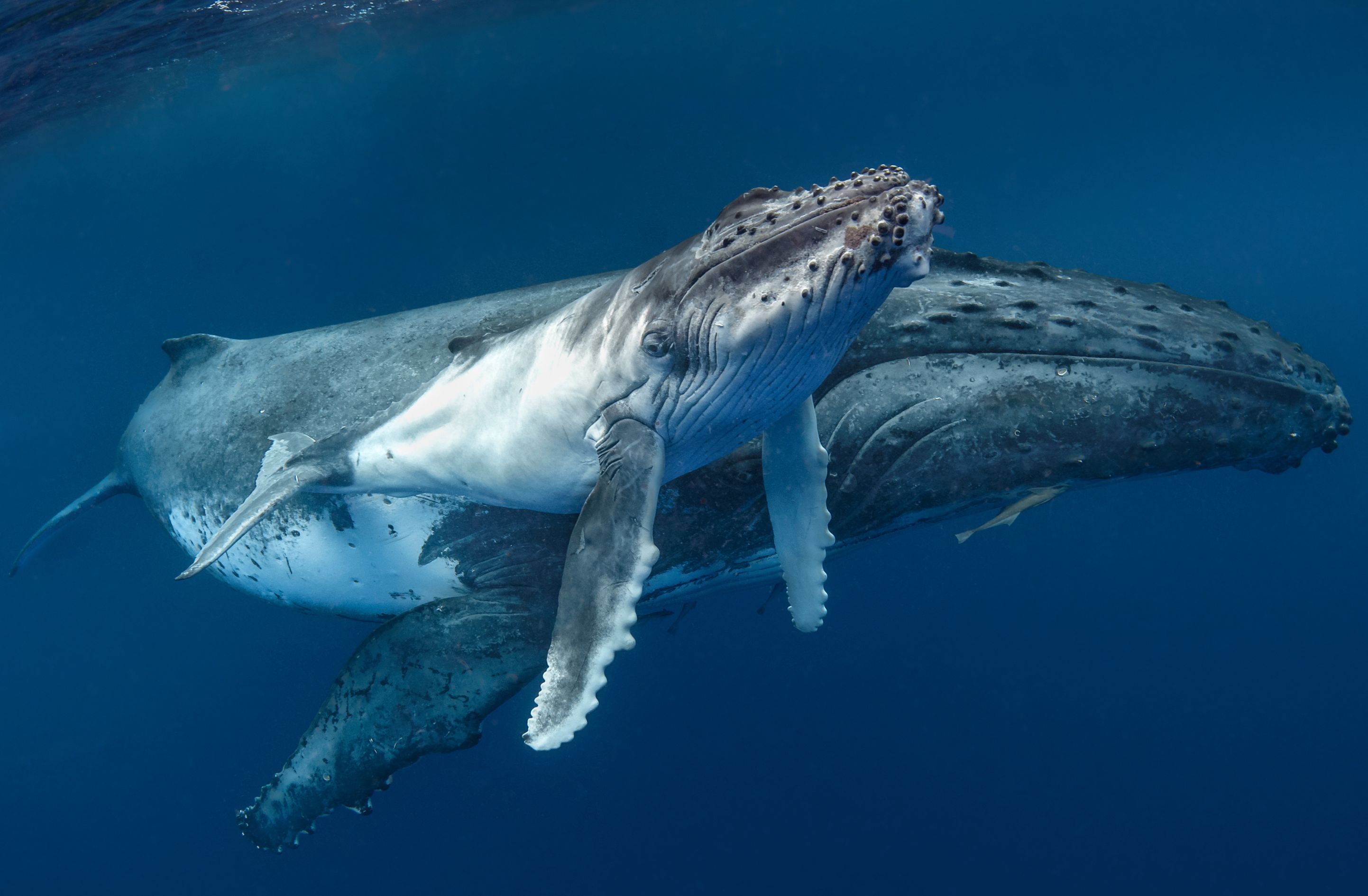 Humpback Voices: Tuning in to the Songs of the Deep