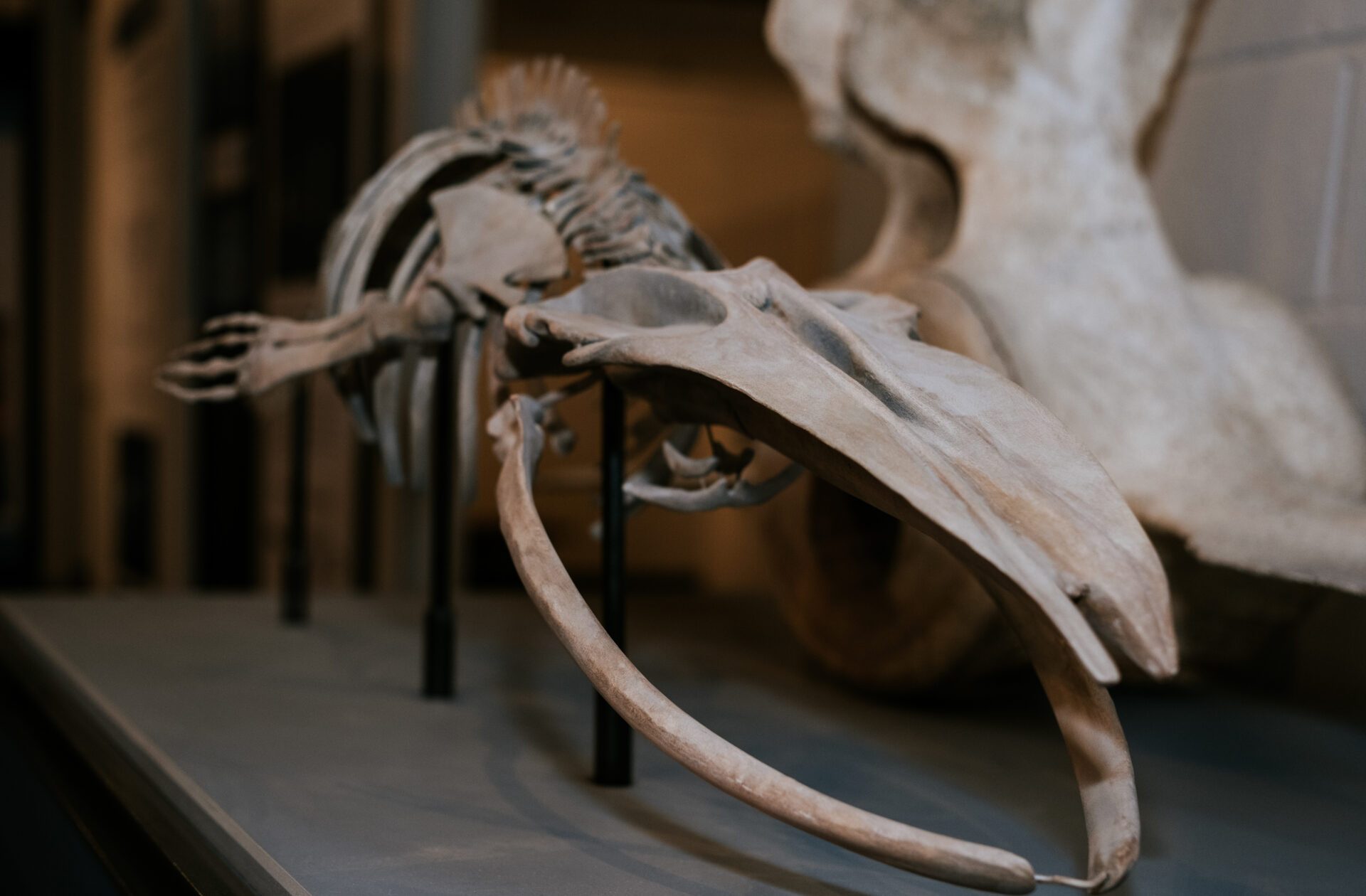 qmnh-exhibit-2885px-2