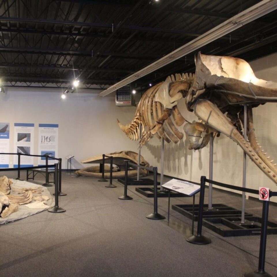 Diving Deep: A Tale of Whales Through Time