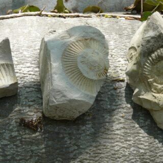 Digging Deeper: A Fossil Hunters Guide to the Bay of Quinte Region