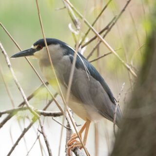 Black-crowned Night-Heron seen perching near Point Anne
Photo taken by: Peter Martin