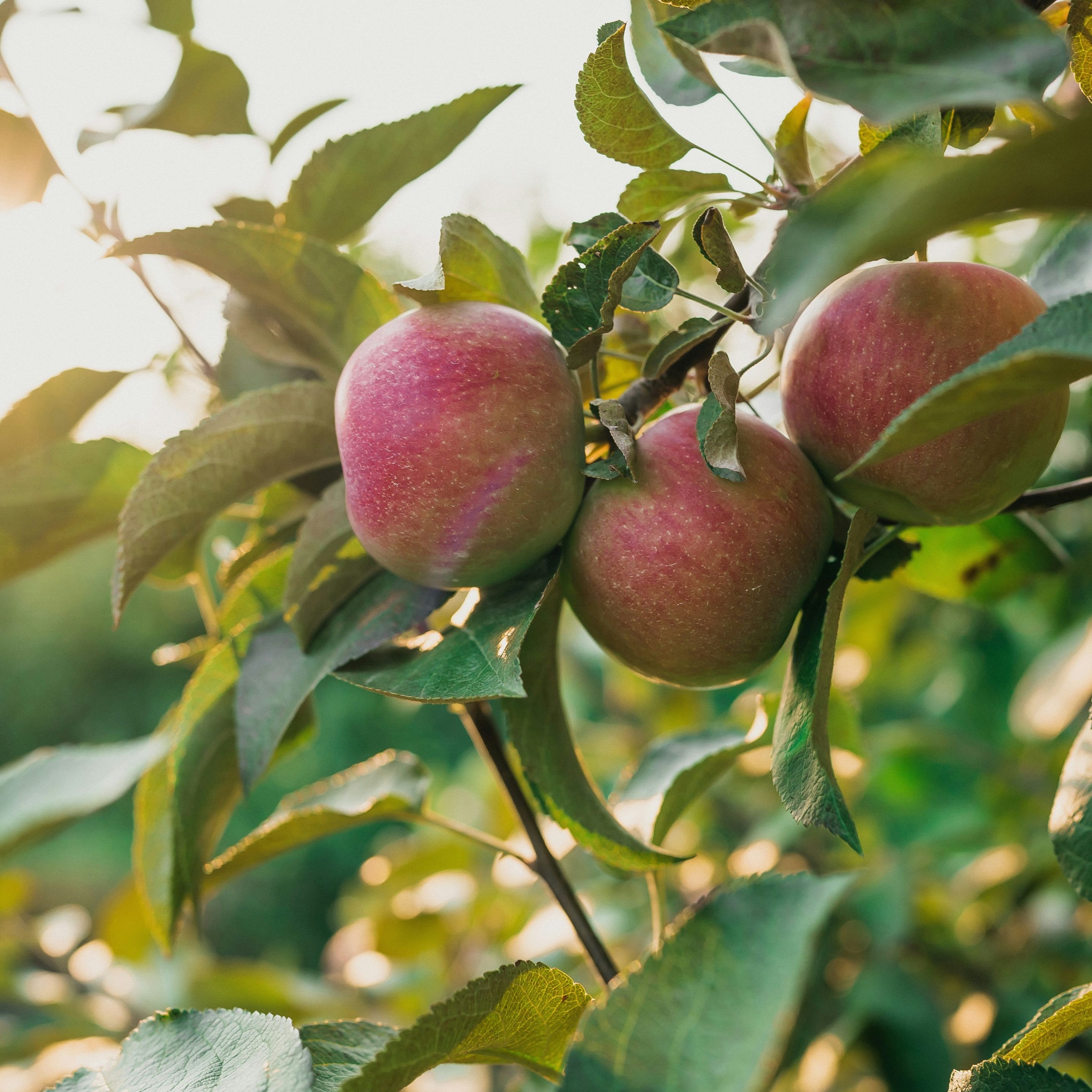 Autumn Orchard Outing