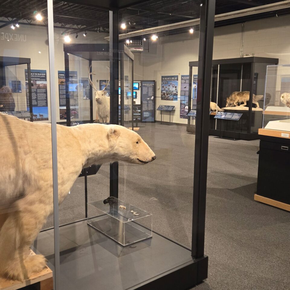 The Arctic Ecosystem