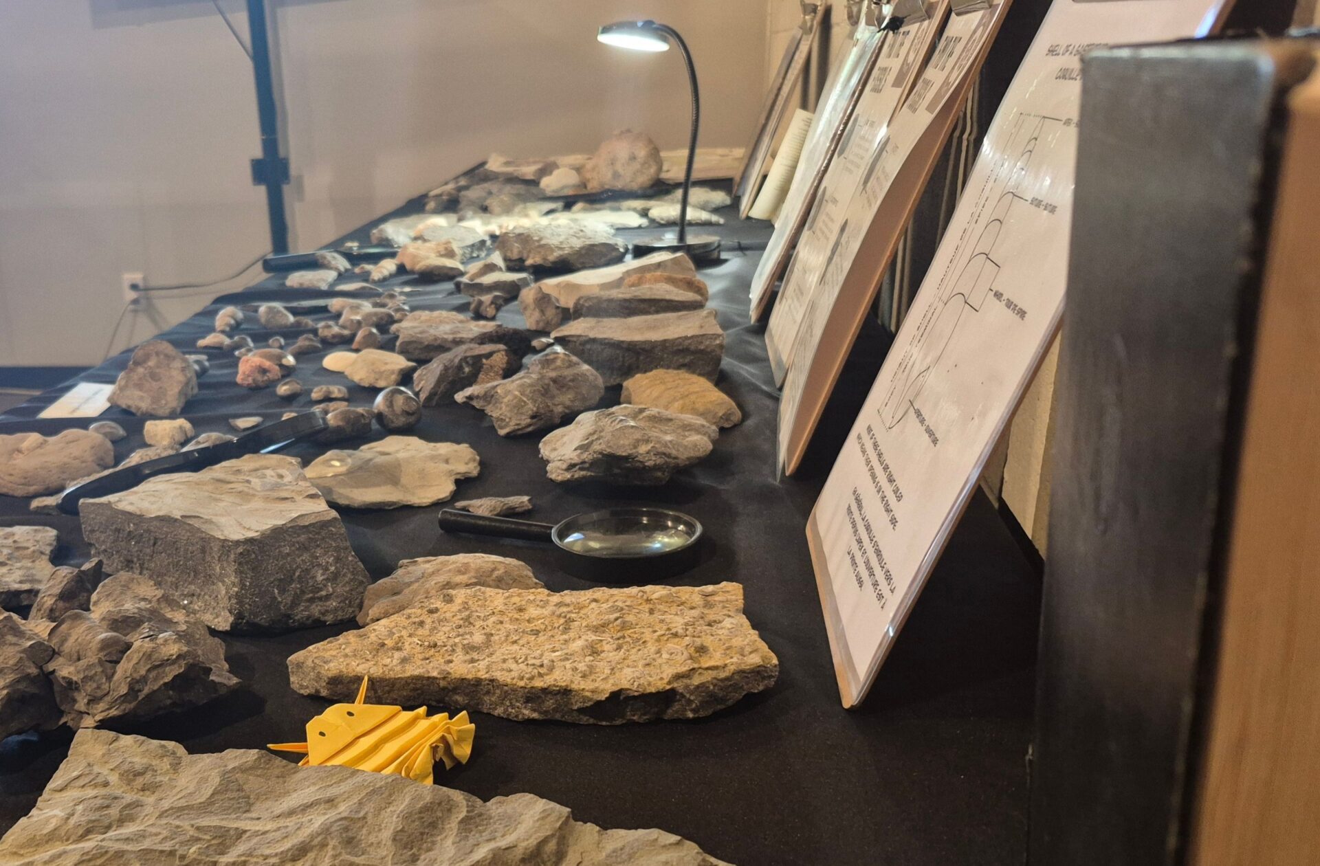 fossil
