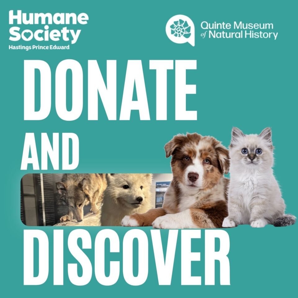 Donate and Discover 
