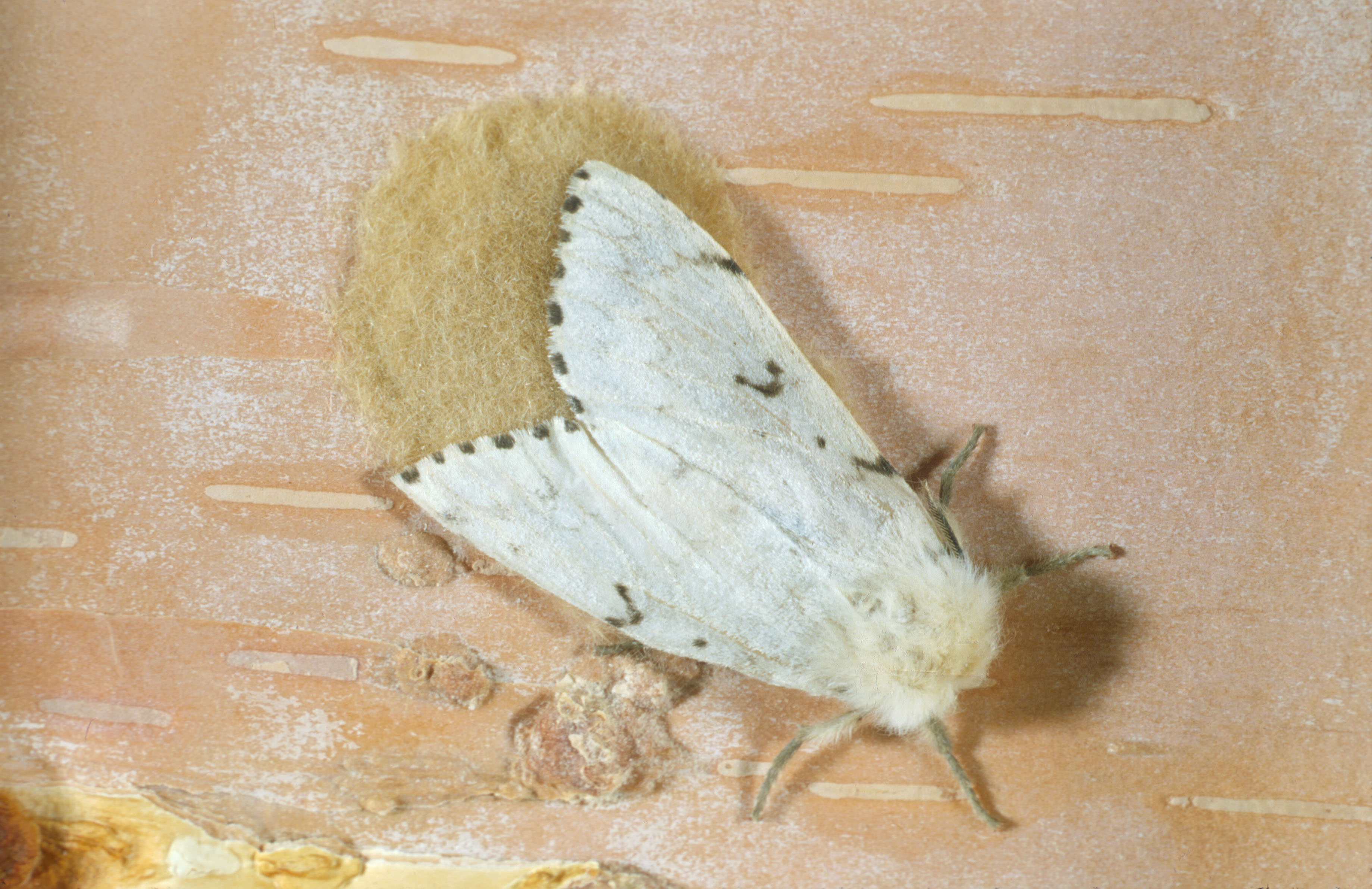 Hidden Invaders: The Species Changing Quinte West’s Ecosystem