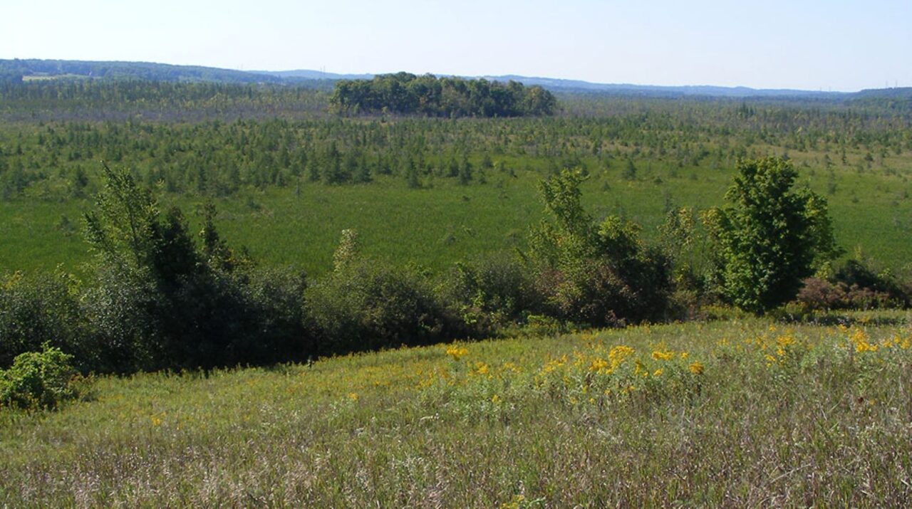 murraymarsh