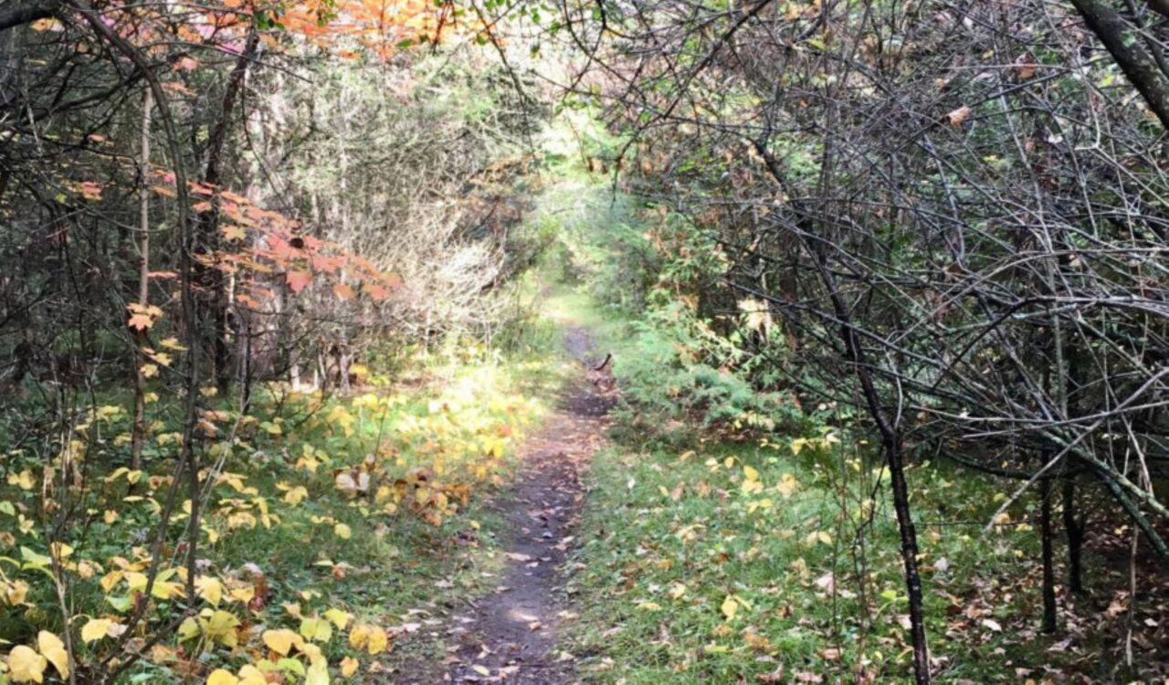 trent-916x537