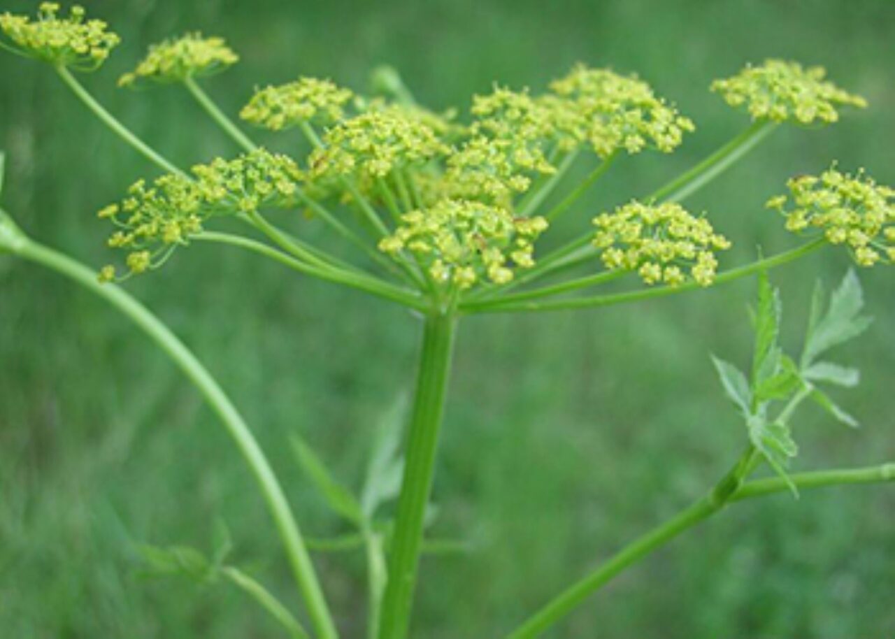 yellowish-green-clusters