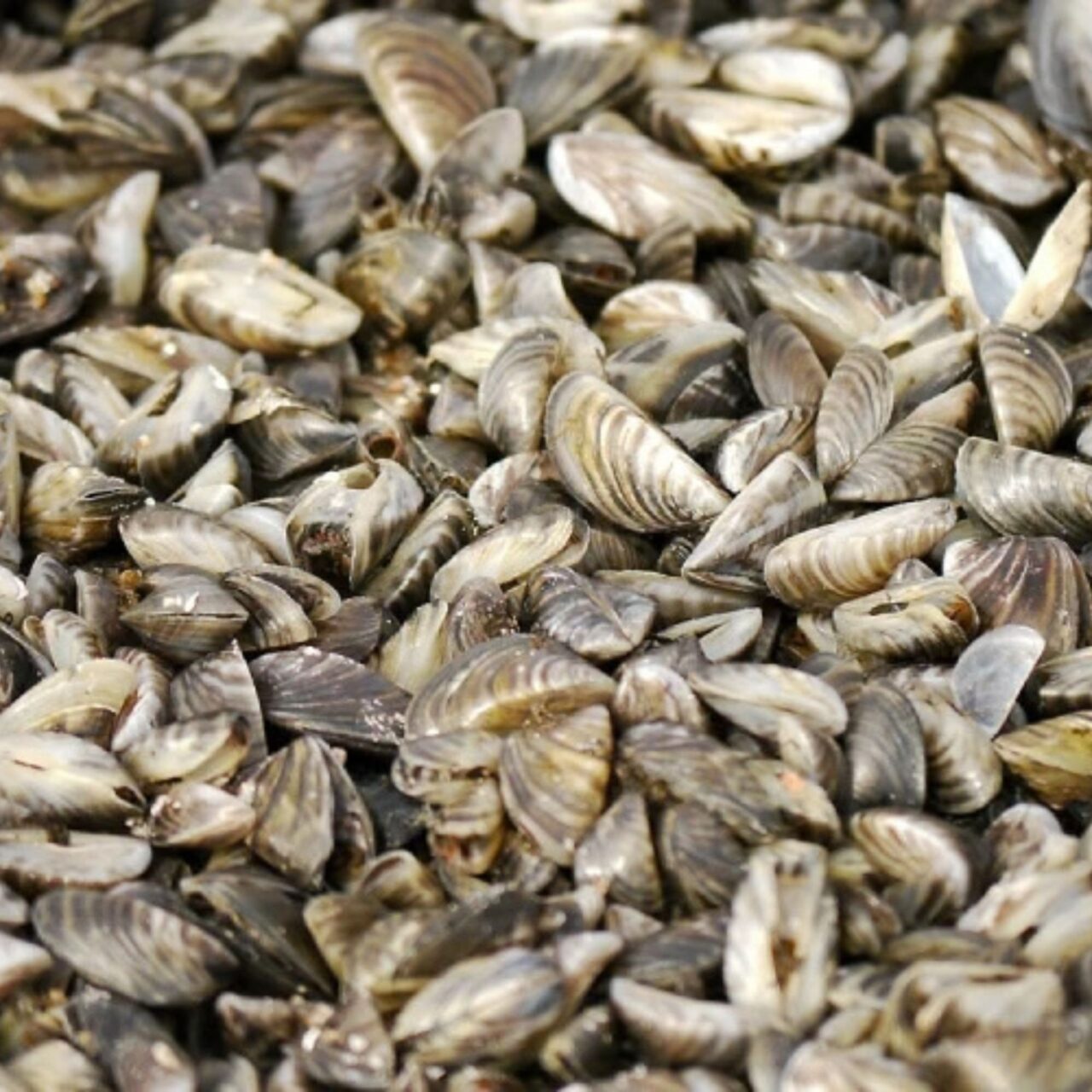 zebramussels